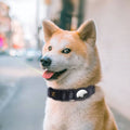 PawShield GPS Tracker Collar Mount – Protective Sleeve Holder for Pet GPS Trackers | 5 Colors, 2 Sizes